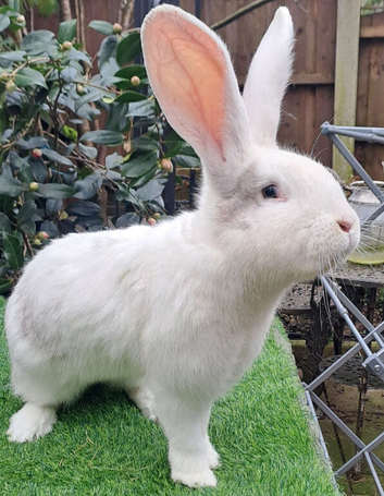 PURE Continental Giants - White Eared - Vaccinated NOBIVAC 3 in 1  READY NOW