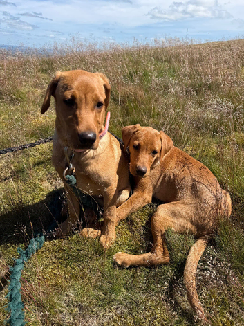 STUNNING FOX RED KC LABRADOR BITCH PUPPY