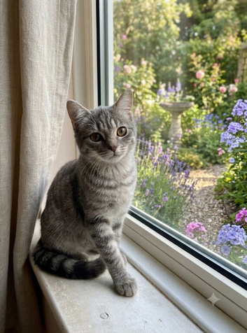 Kitten for rehome