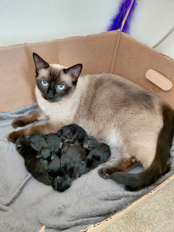 Ragdoll X Bengal X Mainecoon mix