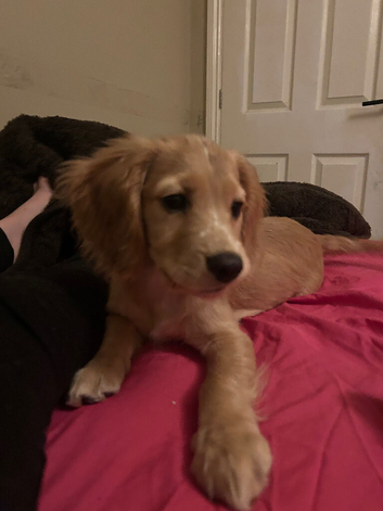 Golden cocker spaniel