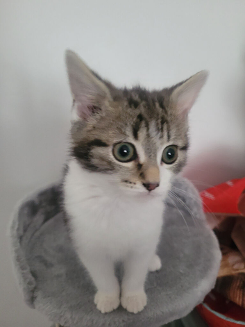 Girl kitten