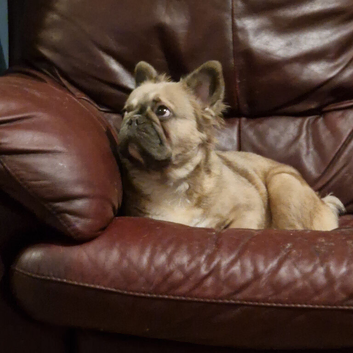 Fluffy female french bulldog 12 month old