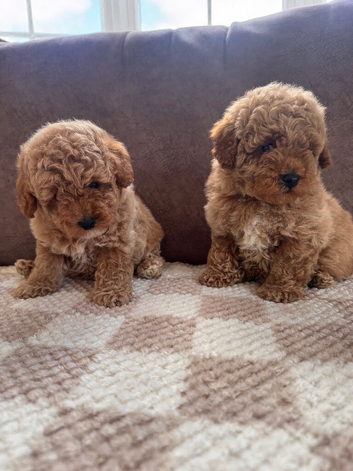 Beautiful toy poodles ready now