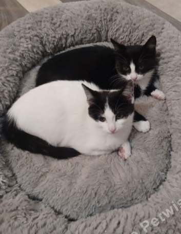 Kitten
