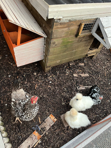 Hens POL