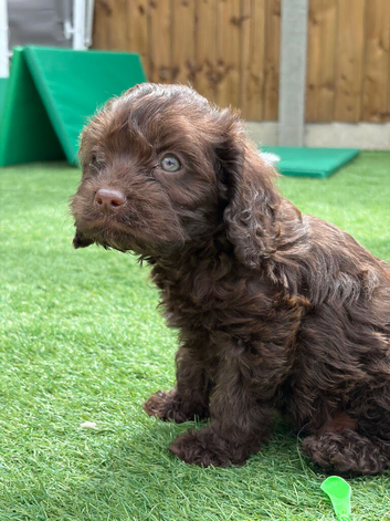 Chocolate cavapoos
