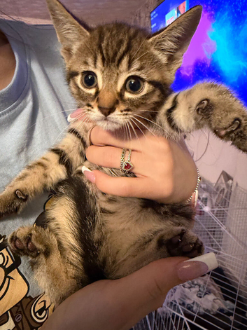 Kittens for sale