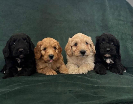 Gorgeous Cockapoo Puppies 3/4 Poodle