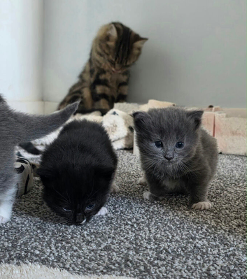 Maine Coon Cross kittens