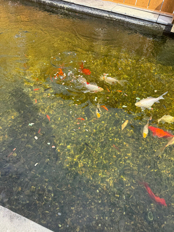 Fantail Goldfish
