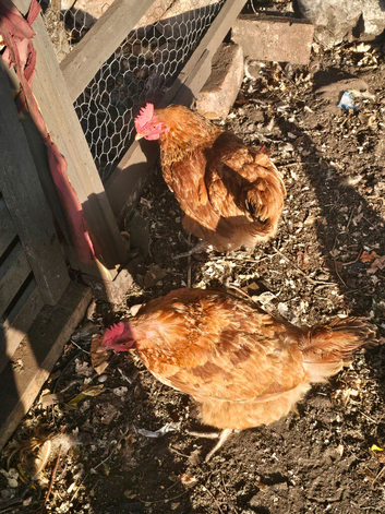 Chickens looking for new home