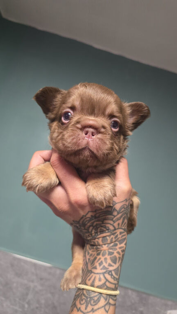 KC Fluffy French Bulldog Puppies