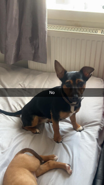 6 months old jack Russell