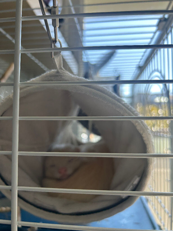 2 male ferrets