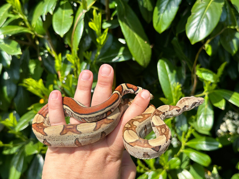 Boa constrictor-Classic jungle 100% het kahl