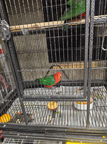 Australian king parrots