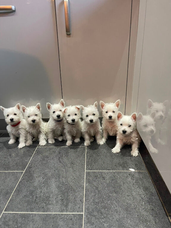 7 Wonderful Westie Pups