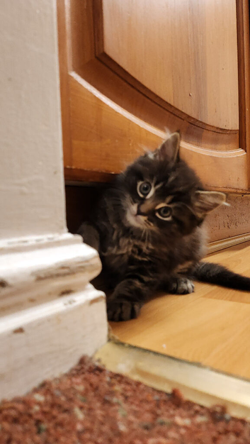 Cross kitten