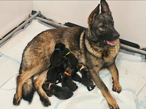 ** Elite Working GSDs &ndash; KC Reg, Health Tested **