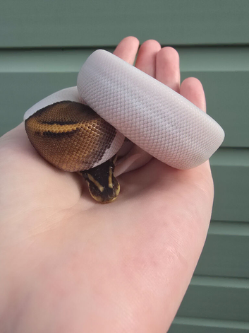Gorgeous babies ball pythons for sale!