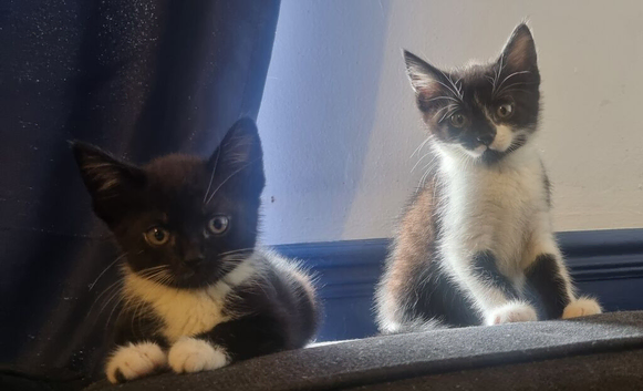 Looking for their forever sofa