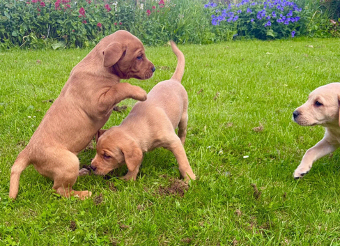 Fox Red Labradors &ndash; A Touch of Autumn, A Lifetime of Love