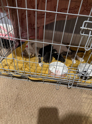 Kittens wanting forever homes