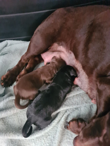 Doxiepoo Girl Puppies