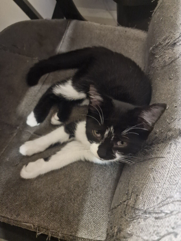 Kittens for sale