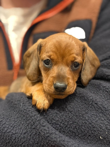 Miniature Dachshund