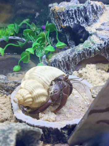 Purple Pincher