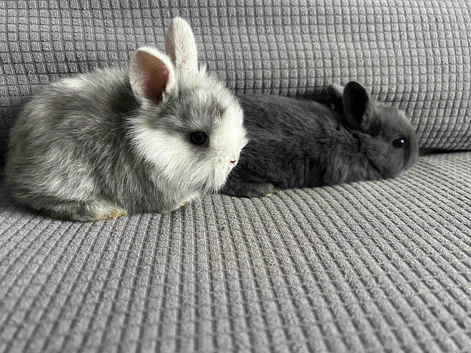 Nice little bunnies