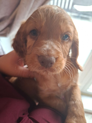Cocker spaniel puppies