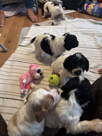 F1 Parti cockapoo