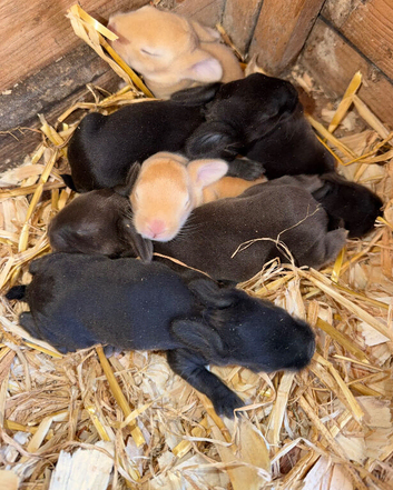 Continental giant x French lop rabbits