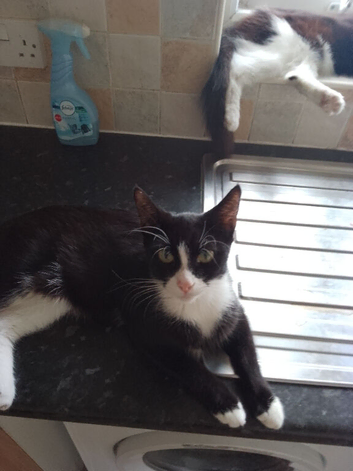 2 black twin females sunderland