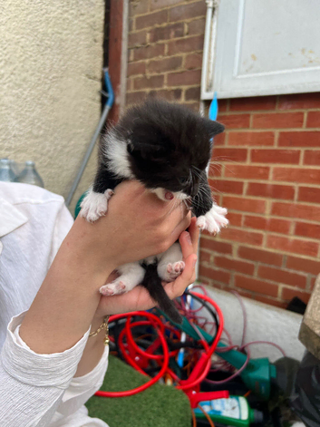 A kitten