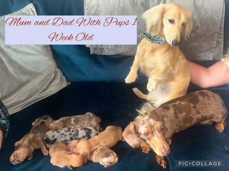 Litter Of 6 Beautiful Miniature Daschund Puppies