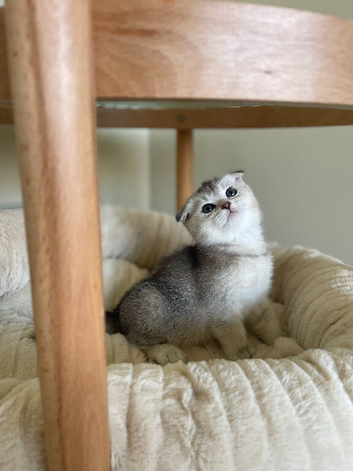 3 unique Scottish folds!