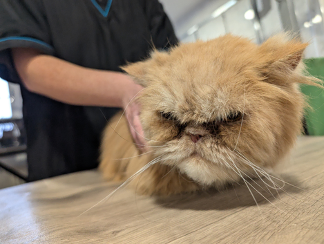 4paws dog and cat grooming heddon on the wall