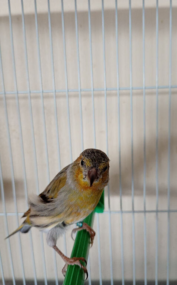 One baby siskin mule cock bird