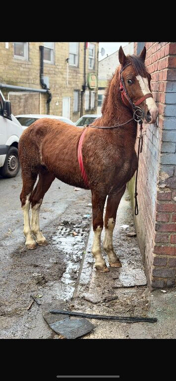 Rising 3yo welsh x Hackney