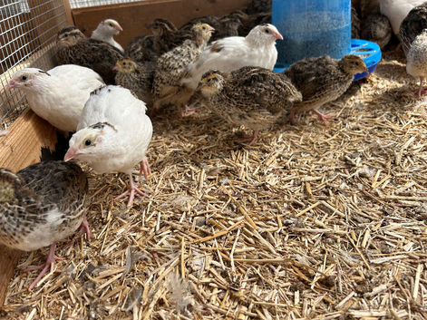 Quails for sale