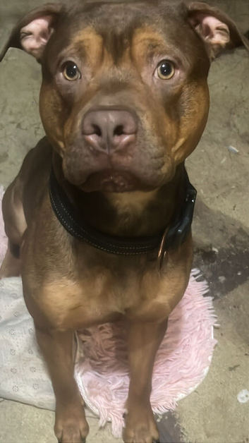 Beautiful 1 year old dog.
