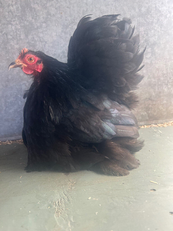 2 trios of show quality black pekin