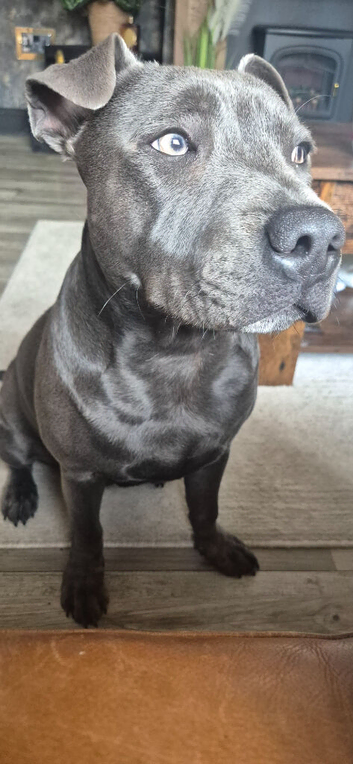 Beautiful 6 month old boy