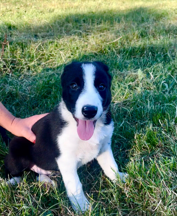 Collie pups for sale