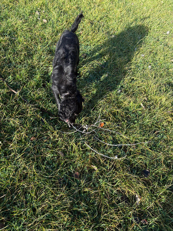 10 month old cockapoo