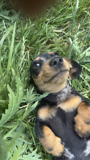 Smoothed hair dachshund miniature